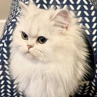 TT的Maven公开头像